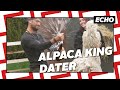 ALPACA KING på date!