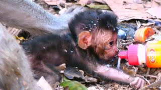 Download Lagu So s@d… Baby monkey cannot get enough milk from its sick mother. MP3 Download Lagu So s@d… Baby monkey cannot get enough milk from its sick mother. MP3