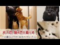【一人暮らしの多頭飼い】仕事から帰宅後のリアルなナイトルーティン