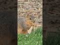 Fueled by Hope & Peanuts 😂🐿️🥜 #trending #shorts #youtubeshorts