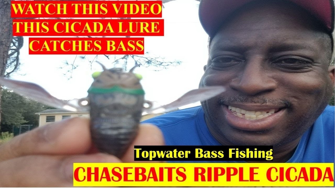 Catching bass with chasebaits ripple cicada lure during the fall transition  