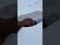Dog in Snow
