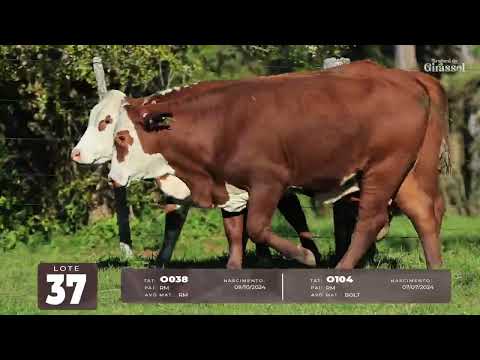 LOTE 37