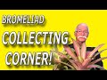 Bromeliad Collecting Corner... Aechmea Mend and Alvarez!