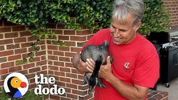 Empty-Nester Replaces His Kids With A Goose | The Dodo