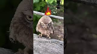 Fakta Unik Burung Hantu,Bikin Mengharukan Di Akhir🦉#shorts #burunghantu