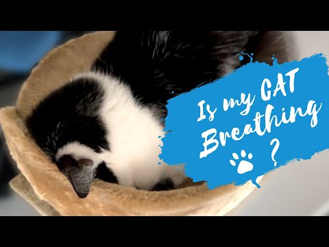 Is my cat breathing?