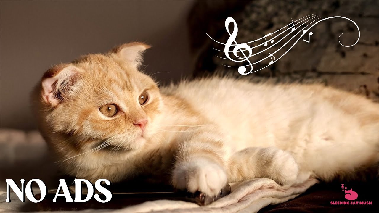 Picture of Relaxing Music for Cats - Stress Relief, Calming Music, Deep Sleep ...