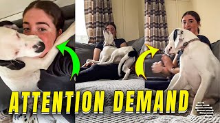 Loving Dog Demands Attention Through Affection
