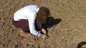 iOSR Focus Site - Trials at Rougham Innovation Centre 2018-19