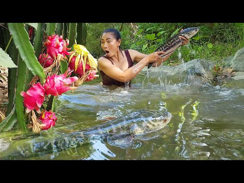 Adventure in forest: Pick natural dragon fruit & Catch big fish for food - Big grilled for lunch
