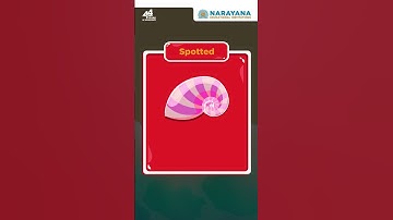 Can You Crack the Code? Fibonacci