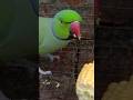 Food Parrot Video #shortsfeed #parrot #food #youtubeshorts #video #talkingparrot #birds #lover