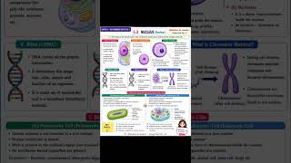 🧬Nucleus Notes ✨Class 9–12 &amp; NEET📚DNA • Genes • Chromosomes🌿 Biology Made Easy#shorts#biology #neet