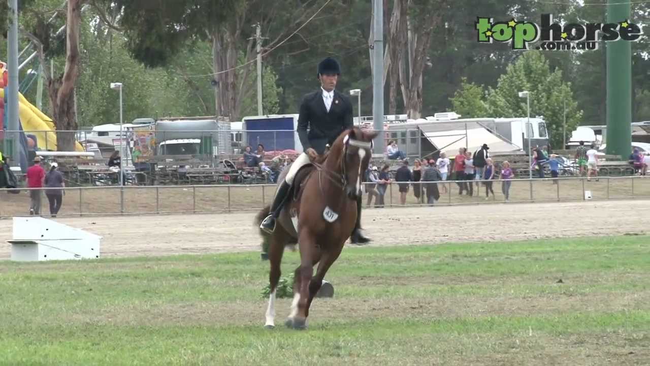 Royal Canberra Show 2013 - Champion Hack