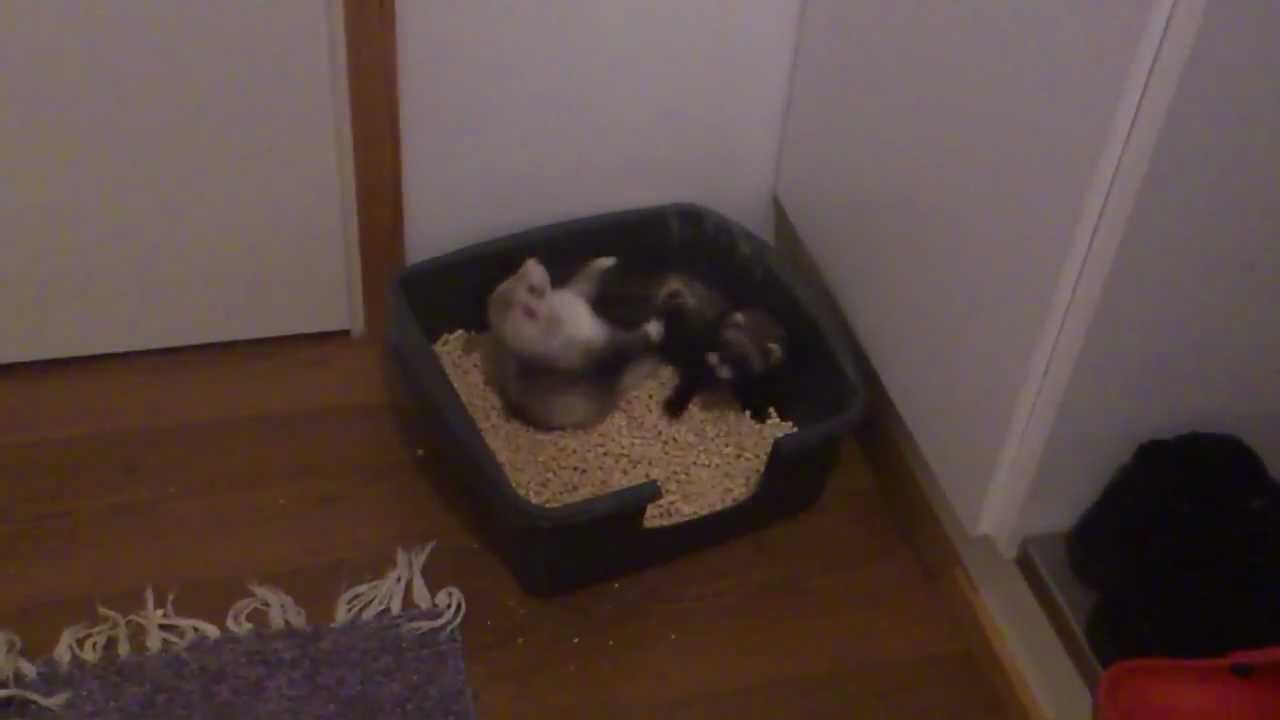 Ferrets play in a litter box YouTube