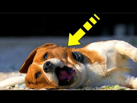 Videó: Mit jelent az, ha egy kutya nyöszörög?