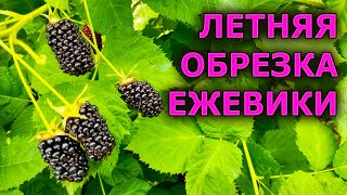 Летняя обрезка ежевики. Как обрезать ежевику летом и для чего нужно? Обрезка ежевики летом.