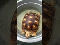 Asikkk main air,ihiirrr 😅😂 #sulcatatortoise #tortoiselove