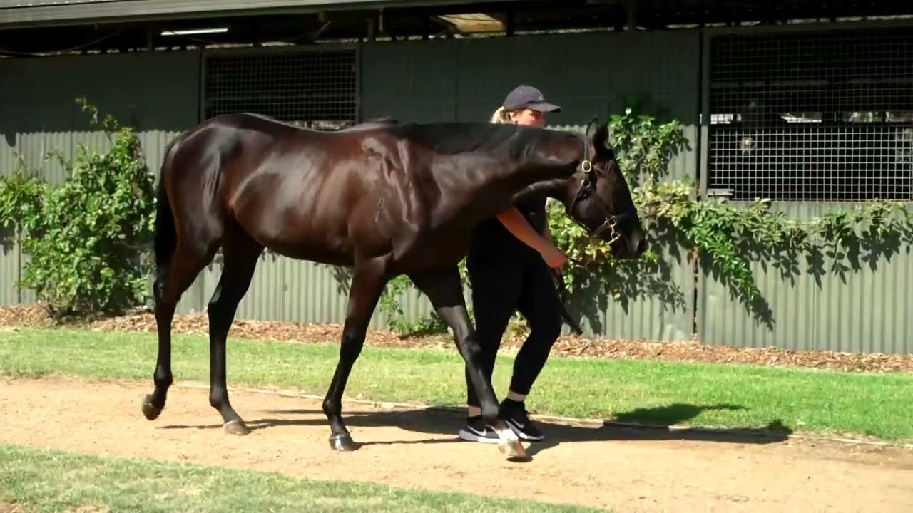 Racehorse Shares Available: U S Navy Flag x Entirely Saintly Colt!