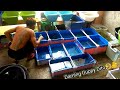Guppy Breeder/Seller sa Cavite | Daphnia hunt| Daming guppy nito XD