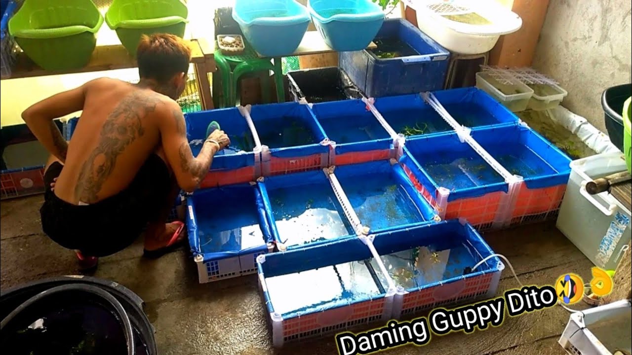 Guppy Breeder/Seller sa Cavite | Daphnia hunt| Daming guppy nito XD