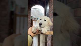 Lily リリー #greatpyrenees #todaysrunrun #グレートピレニーズ #今日のルンルン