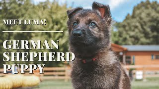 8 week old German Shepherd Puppy | Meet Luma!