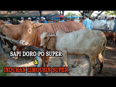 Sapi Doro PO Super dan Indukan Limousin super Pasar Pon Jaken Pati