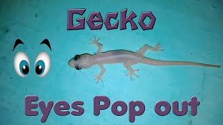Lizard Eyes Pop out & Long Tail house Gecko Eyes Night Mare - Domestic Discovery