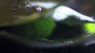 Copper underwing caterpillar preparing to make a cocoon by thetinar 958 views 10 years ago 1 minute, 50 seconds