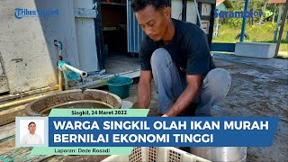 Download lagu Begini Cara Warga Aceh Singkil Olah Ikan Murahan hingga Bernilai Ekonomi Tinggi