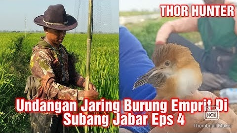 Undangan Jaring Burung Emprit Di Subang Jabar Eps 4