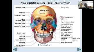Chapter 7 - Axial Skeleton
