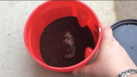 FOUND DEAD MOUSE IN FOLGERS CONTAINER!!