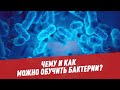 Маленькие помощники: чему и как можно обучить бактерии?