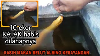 Woow!! Belut albino hasil tangkapan liar ini sangat jinak dan ganas