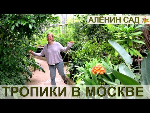 Видео: Ботанически характеристики на сладкия пипер