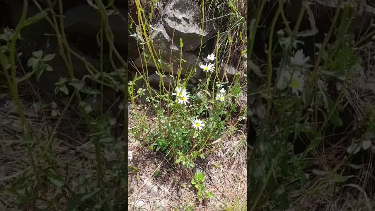 beautiful wild flowers at hills 