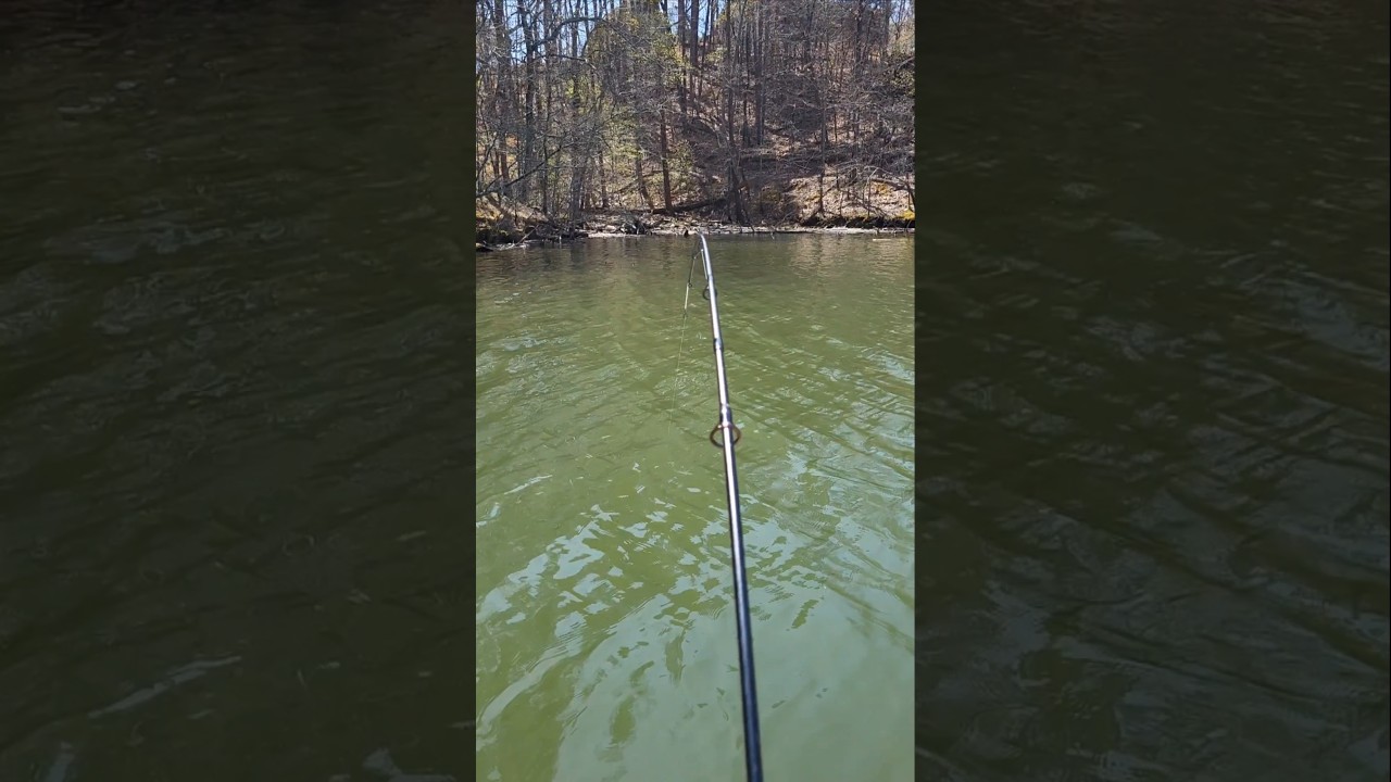 Late March Spotted Bass Lake Lanier