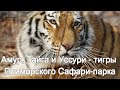 Амур, Тайга и Уссури - тигры Приморского Сафари-парка