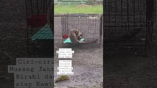 Ciriciri Musang Jantan Birahi Dan Siap Kawin shorts