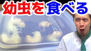 カブトムシの幼虫を食べてみた