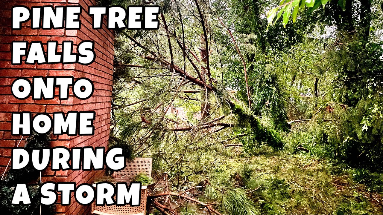 A PINE TREE FELL ONTO MY PATIO AND HOME DURING A SEVERE THUNDERSTORM