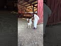 CJ Meets her Doppleganger
