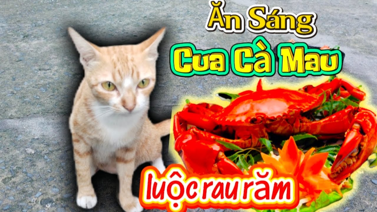 Cua Cà Mau luộc Rau Răm, Mèo Mẹ ốm nghén chỉ nhìn không ăn. Hai bạn cún kiki tém sạch sẽ no nê.