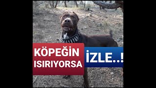 köpeklerde ısırma sorunu nasıl engellenir kesin çözüm #köpeklerdeısırmaproblemi