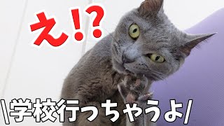 学校へ行く娘のお見送りをしてくれる猫は？