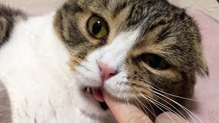 あくび中に指！？な猫