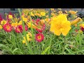 Hemerocallis 